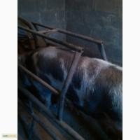 Продам станок для опороса и содержания свиноматки