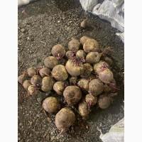 Продам моркву та буряк від виробника від 10 тонн