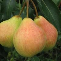 Саженцы груши сорт Любимица Клаппа