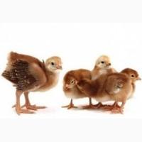 Предложение о покупке яиц для инкубации Фокси Чик