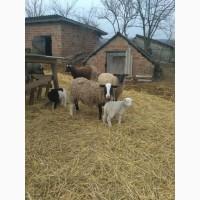 Продам овца Дорпер Dorper ( баран )