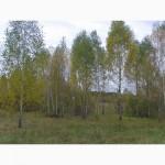 Саженцы берёзы, красного дуба, клена, ясеня, граба, липы, барбариса, тёрна, боярышника