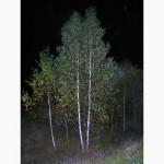 Саженцы берёзы, красного дуба, клена, ясеня, граба, липы, барбариса, тёрна, боярышника