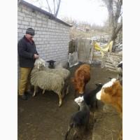 Продам овец