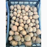 Продам семенной картофель, сорт Бела Росса