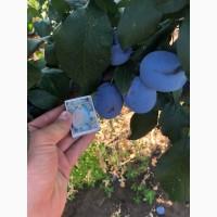 Продам сливу с поля ОПТ