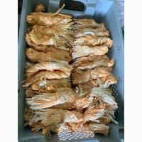 Сир Косичка сулугуни