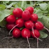 Продам редис відмінної якості
