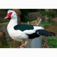 Инкубационные яйца Мускусная