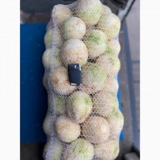Продам корень сельдерея шлифованный