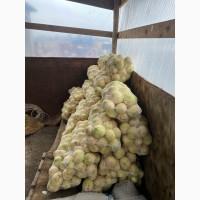 Продам корень сельдерея шлифованный