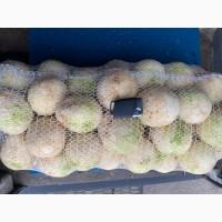 Продам корень сельдерея шлифованный