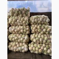 Продам корень сельдерея шлифованный