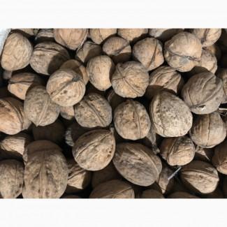 Продам горіх кругляк