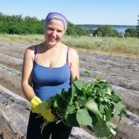 Батат рассада (черенки, саженцы) опт/розница
