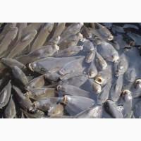 Продам зарыбок карп