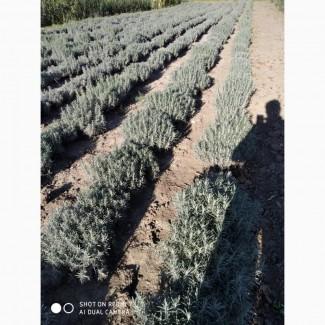 Продам оптом лаванду