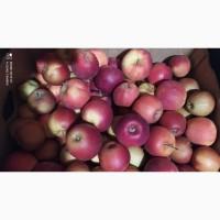 Продам яблука різних сортів