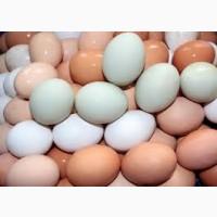 Продам инкубационное яйцо