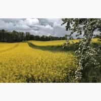 Оптом куплю Ріпак. Самовивіз