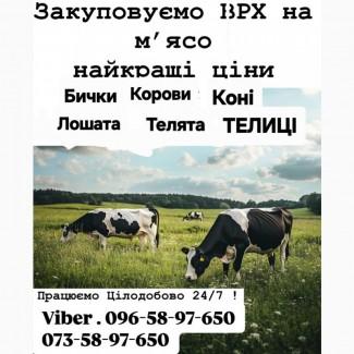 Закуповуємо ВРХ Корови Коні Бички Телиці Телята На М#039;ясо Та На Тримання