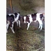 Закуповуємо ВРХ Корови Коні Бички Телиці Телята На М#039;ясо Та На Тримання