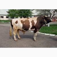 Закуповуємо ВРХ Корови Коні Бички Телиці Телята На М#039;ясо Та На Тримання