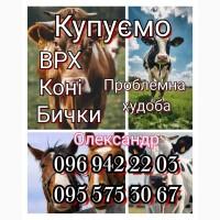 Купуємо ВРХ, коней, бичків, телят, вимушену худобу