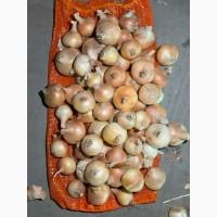 Цибуля жовта Єгипет Лук