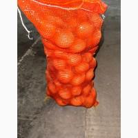 Цибуля жовта Єгипет Лук