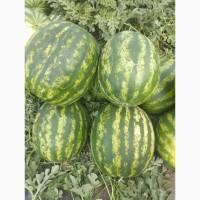 Продам солодкий кавун