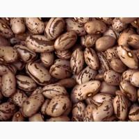 Продаємо квасолю. Будь-які обсяги