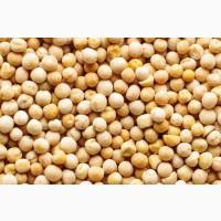 Продам горох жовтий, 500 т., Полтавська обл., с.Абазівка