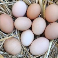 Продам свіжі домашні курячі яйця