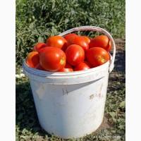 Продам помідор з поля крупна сливка