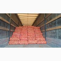 Продам цибулю Медуза