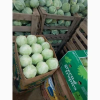 Продам молоду капусту Селіма і Пекінську капусту