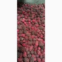 Продам заморожену культивовану ожину 2-3 сорт