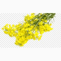 Куплю білу гірчицю. Свій транспорт. Розрахунок на місці