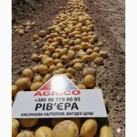 Насіннєва картопля Рів’єра 1-2 репродукція оптом від 5 тонн, сертифікована