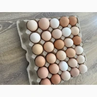 Продам яйця домашні екологічно чисті