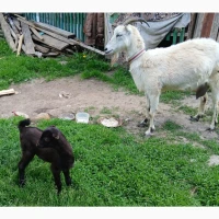 Продам козу з козеням. Ціна договірна