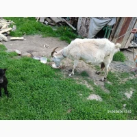 Продам козу з козеням. Ціна договірна