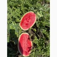 ПРОДАМ арбуз