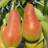 Продам грушу опт