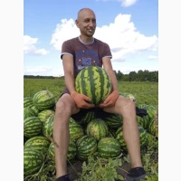 Продам смачний Кавун. ОПТ. Перша катка