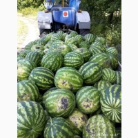 Продам смачний Кавун. ОПТ. Перша катка