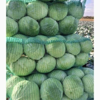 Продам капусту Агресор