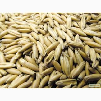 Семена овса продовольственного. Сорт Черниговский 28. 1 репродукция