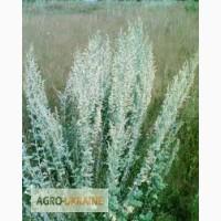 Полынь, трава